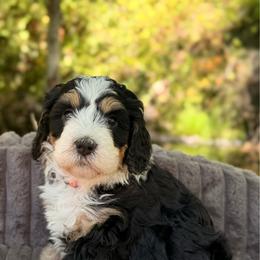 May - Tri-color female Bernedoodle puppy in Sandy, Oregon from MC Doodles