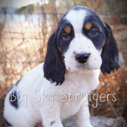 Boy 2 - Black white and tan male English Springer Spaniel puppy in Great Falls, Montana from Big Sky Springers
