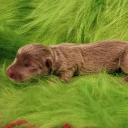 Topaz - Isabella female German Shepherd puppy in Los Lunas, New Mexico from Mali's German Shepherds