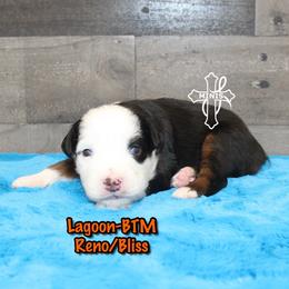Lagoon - Black tri male Miniature American Shepherd puppy in Elgin, Oregon from Cross L Miniature American Shepherds