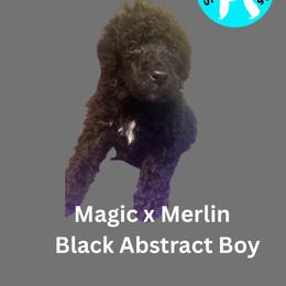 Alfie - Black male Poodle puppy in Baltimore, Maryland from Steinrock’s Standards