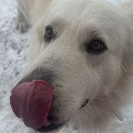German Shepherds from Mitso Shepherds