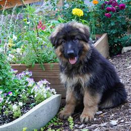 Orange collar - Black and red female German Shepherd puppy in Howell, Michigan from Sheyenne’s Shepherds