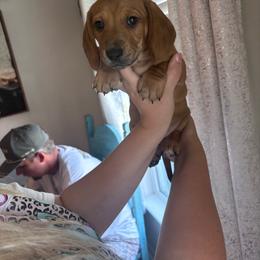 Uno - Red male Dachshund puppy in Magnolia, Texas from Little Honey’s Dachshunds