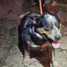 Ruby - Australian Cattle Dog