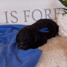 Boy 1 - Black male Bernedoodle puppy in Gilbert, Arizona from LittleLegacyDoodles