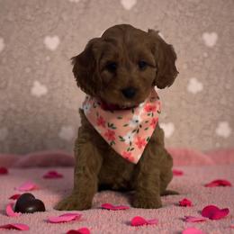Star - Apricot female Cavapoo puppy in Gainesville, Florida from Alyssa Xxweetdoodles
