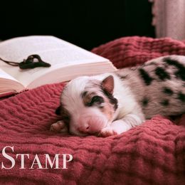 Australian Shepherd puppies from Mountain Trail Aussies