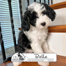 Belle - Black and white female Sheepadoodle puppy in Cleveland, Tennessee from Narrow Path Old English & Sheepadoodles