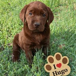 Hugo Dean boy 3 - 6383 - Chocolate male Labrador Retriever puppy in Brandywine, Maryland from QVR Labradors and Leonbergers
