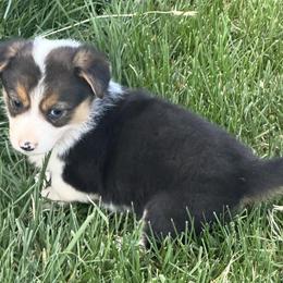 Annie - Black and tan female Pembroke Welsh Corgi puppy in Hillsville, Virginia from Bonderosa Kennels