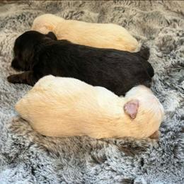 Girl 2 - White female Miniature Schnauzer puppy in Agricola, Mississippi from Lorraine's Miniature Schnauzers