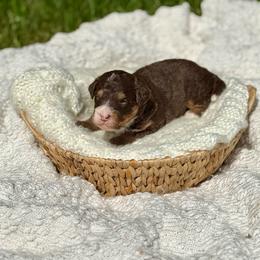 Van - Brown male Bernedoodle puppy in Bremen, Indiana from Farmland Doodles