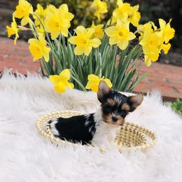 Yorkshire Terrier Puppies from Mountain Magic Yorkies