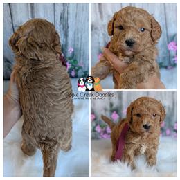Hope - F1b Petite-Mini Goldendoodle. OFA-Genetics-2 Yr Warranty - Microchip. - Apricot female Goldendoodle puppy in Jeddo, Michigan from Apple Creek Doodles