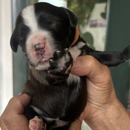 Whoodle, Cooper is 6 days old - Black male Whoodle puppy in Crawford, Colorado from Saddle Mountain Doodles