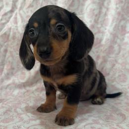 Girl 2 - Dapple female Dachshund puppy in Galax, Virginia from Dells  Dachshund’s