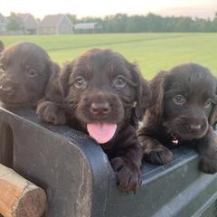 Boykin Spaniels from Sullivan Bully Ranch