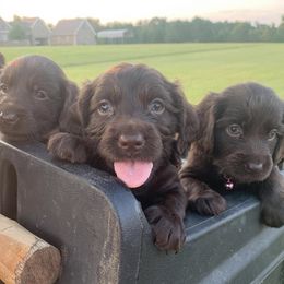 Boykin Spaniels from Sullivan Bully Ranch