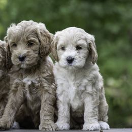 Australian Labradoodle Puppies from Skyedoodles Labradoodles