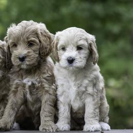 Australian Labradoodle Puppies from Skyedoodles Labradoodles