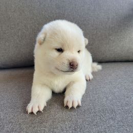 Snow - Cream male Shiba Inu puppy in Sacramento, California from Shiba Inu of Matrix