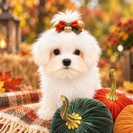 ROMAN - White male Maltese puppy in Mercer, Pennsylvania from Stone Ridge Maltese