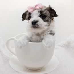 Companion Cross, Mal-Shi, Maltese, Maltipoo, Morkie, and Shih Tzu Puppies from Seeking Shalom Acres Maltese, Maltipoos & Havamalts