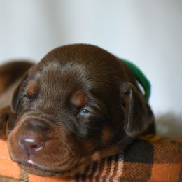 Green - Red and rust male Doberman Pinscher puppy in Overton, Texas from Obsidian Kennel