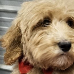 Boy 2 green boy - Goldendoodle puppy from Kat's Teddydoodles