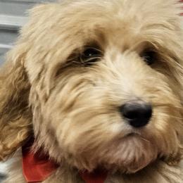 Boy 2 green boy - Goldendoodle puppy from Kat's Teddydoodles