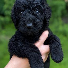Green - Black male Goldendoodle puppy in Ranger, Georgia from Muscadine Meadows Poodles and Doodles