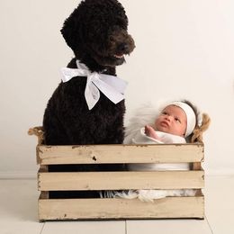 Poodle All Grown Up from Artista Poodles