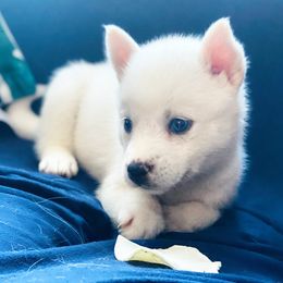 Pomsky Puppies from Snow Shark Pomskys