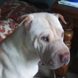 Chinese Shar-Pei from Coast2Coast Sharpei