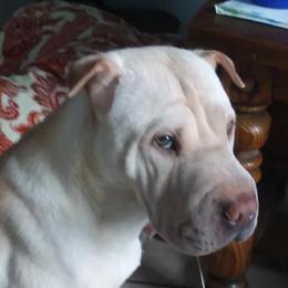 Chinese Shar-Pei from Coast2Coast Sharpei