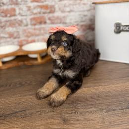 Mozzarella BLUE EYE - Red tri-color female Aussiedoodle puppy in Sweetwater, Florida from Sandy Snout Doodles