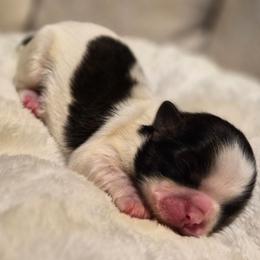 Boy 2 - Black and white male Shih Tzu puppy in El Paso, Texas from Paws Of Beauty