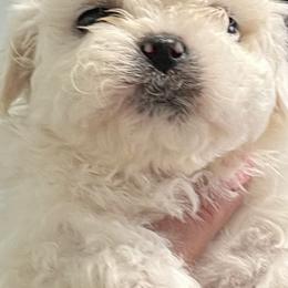 Maltese and Shih Tzu Puppies from BayView Pups