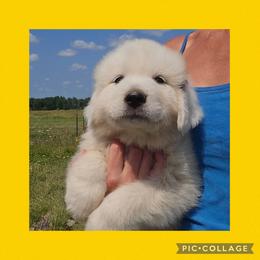 Yellow collar - White female Great Pyrenees puppy in Mikado, Michigan from Brittain Family Farm