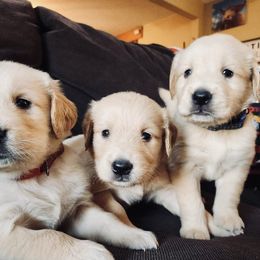 Golden Retriever and Labrador Retriever Puppies from Storm Chasers Retrievers