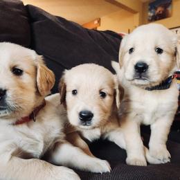 Golden Retriever and Labrador Retriever Puppies from Storm Chasers Retrievers