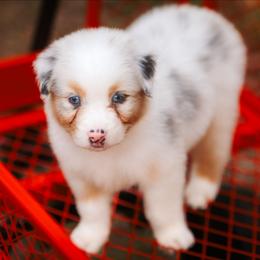 Iris - Blue merle female Australian Shepherd puppy in Georgetown, Texas from River Reign Australian Shepherds