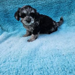 Leo - Merle male Maltipoo puppy in Lancaster, Kentucky from Dream Paws Puppies, LLC