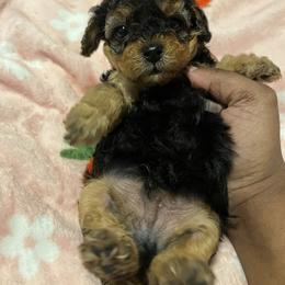 Simon - Black and tan male Yorkipoo puppy in Gastonia, North Carolina from dynasty kennel