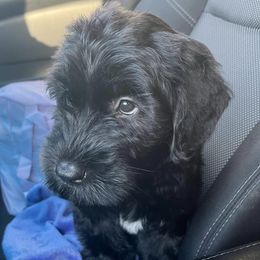 Giant Schnauzers from Elevated Pearl Giants