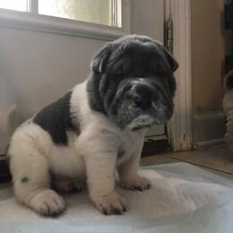 Chinese Shar-Pei Puppies from HapPei House of Wrinkles