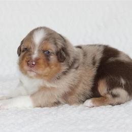 St. Regis - Red merle male Australian Shepherd puppy in Circleville, Utah from Canyon Creek Aussies