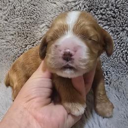 Brody - Red male Cocker Spaniel puppy in Florence, South Carolina from Reddick's American Cocker Spaniels