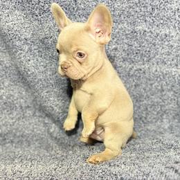 Winston - Tricolors male French Bulldog puppy in Minco, Oklahoma from Findley’s Furbabies